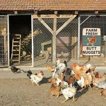 Chicken Coop Signs for Farm Fresh Butt Nuggets Sign,Vintage Metal Farm Signs,Chicken Signs For Coop Funny Outdoor Chicken Yard Decor 8×12 Inch
