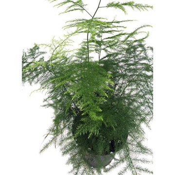 Asparagus Fern Easy Care Houseplant in 4 Inch Pot