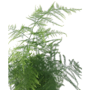 Asparagus Fern Easy Care Houseplant in 4 Inch Pot