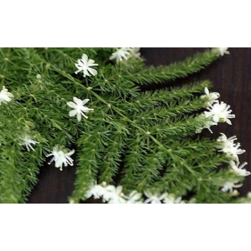 Asparagus Fern Easy Care Houseplant in 4 Inch Pot