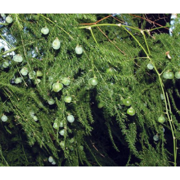 Asparagus Fern Easy Care Houseplant in 4 Inch Pot