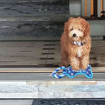 Rite Lite Hanukkah Bone Squeaky Dog Toy - Hanukkah Gifts for Dog Owners, Decorations, Goodie Bag Rewards Jewish Holiday Party Favors Toys Accessories Judaica Decor for All 8 Nights of Chanukah!