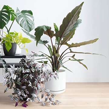 D'vine Dev 10 Inch Ceramic Planter Pot with Drainage Hole and Saucer, Indoor Cylinder Round Planter Pot, White, 94-O-E-1