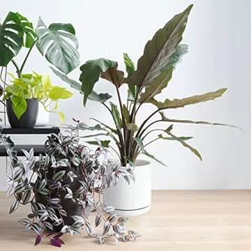 D'vine Dev 10 Inch Ceramic Planter Pot with Drainage Hole and Saucer, Indoor Cylinder Round Planter Pot, White, 94-O-E-1