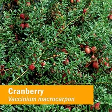 Herb Pharm Certified Organic Cranberry Liquid Extract for Urinary Tract Support - 1 Ounce