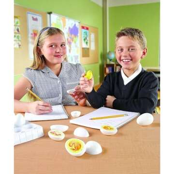 Chick Life Cycle Set - Fun Education for Kids