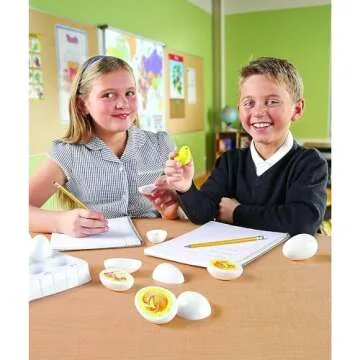 Chick Life Cycle Set - Fun Education for Kids