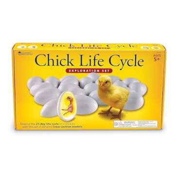 Chick Life Cycle Set - Fun Education for Kids