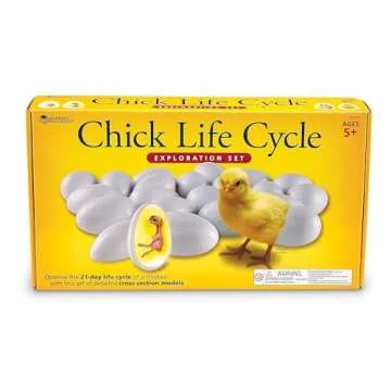 Chick Life Cycle Set - Fun Education for Kids