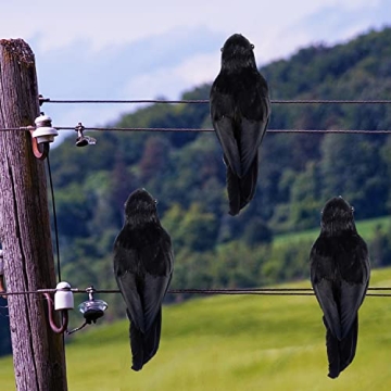 Realistic Black Feathered Crows for Halloween Decor