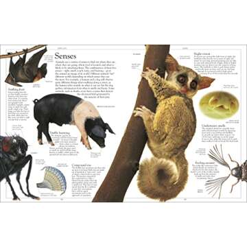 Encyclopedia of Animals
