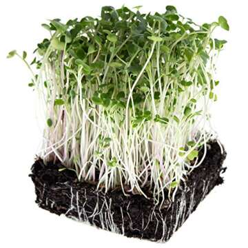 Spicy Sprouting Mix | Non-GMO Heirloom Seeds | Bulk 1 LB