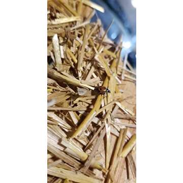 3000 Live Ladybugs - Organic Pest Control for Garden