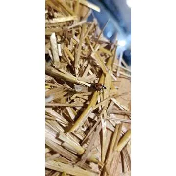 3000 Live Ladybugs - Organic Pest Control for Garden