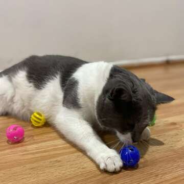 SPOT Slotted Balls Cat Toy - Interactive Cat Toys for Indoor Cats to Chase, Hunt and Stimulate - Jingle Bell Inside for Sound When Batted Around - Safe and Non-Toxic - 1.5" Assorted 4-Pack