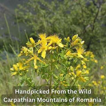 Wild Bliss Organic St Johns Wort Herbal Tea - Caffeine Free Mood Balance Support Tea - Pharmacopoeia Potency - 20 Plant Based Tea Bags