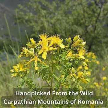 Wild Bliss Organic St Johns Wort Herbal Tea - Caffeine Free Mood Balance Support Tea - Pharmacopoeia Potency - 20 Plant Based Tea Bags