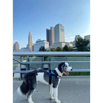 ShawnCo Essential Dog Harness, No-Pull, Adjustable, Reflective Pet Vest
