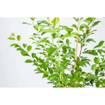 PERFECT PLANTS Methley Plum Live Plant, 4-5', Includes Care Guide