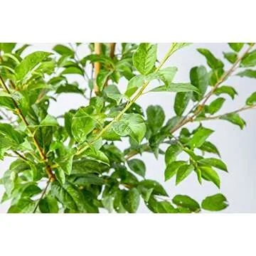 PERFECT PLANTS Methley Plum Live Plant, 4-5', Includes Care Guide