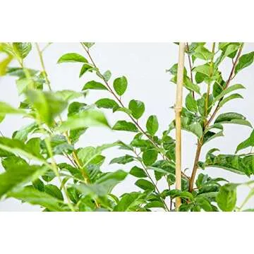 PERFECT PLANTS Methley Plum Live Plant, 4-5', Includes Care Guide