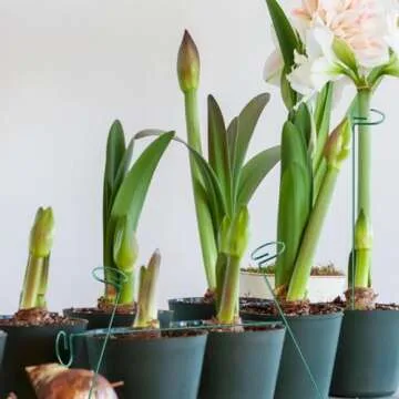 MTB SUPPLY Green 36 inch Single Stem Plant Stakes Flower Support Rings, Pack of 10,Gardening Planter Cages for Single Stem Flowers, Amaryllis,Peony, Lily,Narcissus