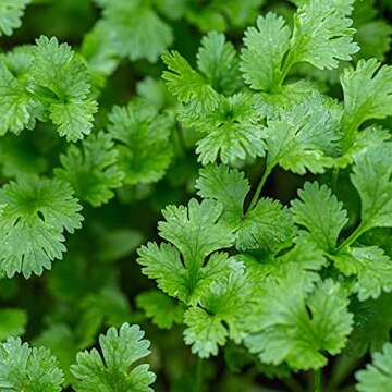 Cilantro Herb Plants 4 Pack for Culinary Enthusiasts