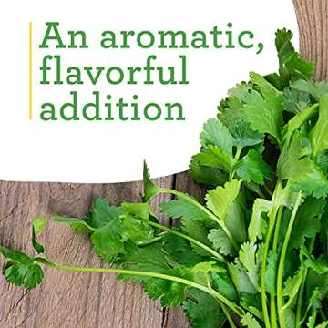 Cilantro Herb Plants 4 Pack for Culinary Enthusiasts