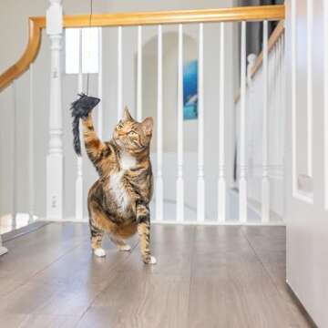 SPOT A-Door-Able Bouncing Mouse Cat Toy for Hours of Fun