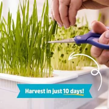 Back to the Roots Indoor Aquaponic Garden - 3 Gallon Self Watering, Mess-Free Planter and Self-Cleaning Fishtank for Herbs, Microgreens, Bamboo, Succulents, and Houseplants, support Fish