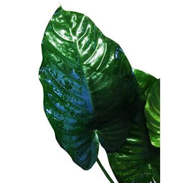 Greenpro Anubias Barteri Large | Broad Leaf Live Aquarium Plant for Freshwater Fish Tank