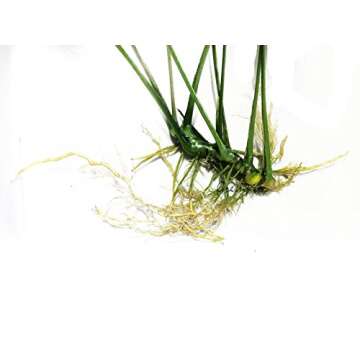 Greenpro Anubias Barteri Large | Broad Leaf Live Aquarium Plant for Freshwater Fish Tank