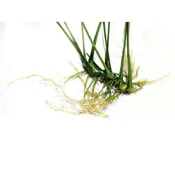 Greenpro Anubias Barteri Large | Broad Leaf Live Aquarium Plant for Freshwater Fish Tank