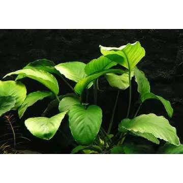 Greenpro Anubias Barteri Large | Broad Leaf Live Aquarium Plant for Freshwater Fish Tank