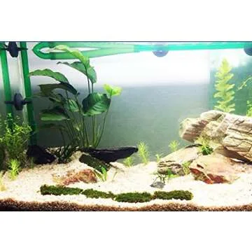 Greenpro Anubias Barteri Large | Broad Leaf Live Aquarium Plant for Freshwater Fish Tank