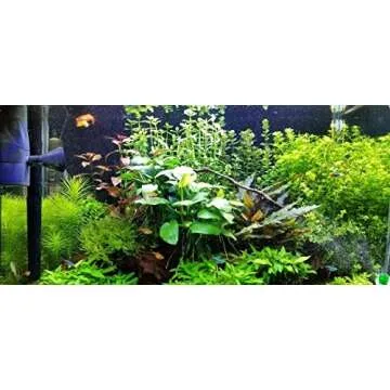 Greenpro Anubias Barteri Large | Broad Leaf Live Aquarium Plant for Freshwater Fish Tank