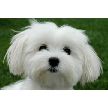 ANGELS' EYES Natural Tear Stain Prevention Sweet Potato Powder for Dogs | All Breeds | No Wheat No Corn | Daily Support for Eye Health | Proprietary Formula |Limited Ingredients | Vegetarian | 75g