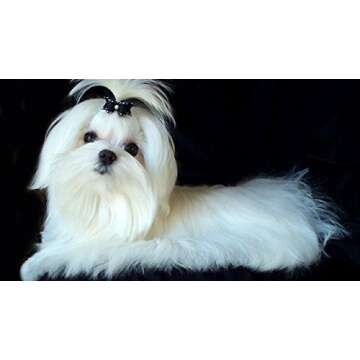 ANGELS' EYES Natural Tear Stain Prevention Sweet Potato Powder for Dogs | All Breeds | No Wheat No Corn | Daily Support for Eye Health | Proprietary Formula |Limited Ingredients | Vegetarian | 75g