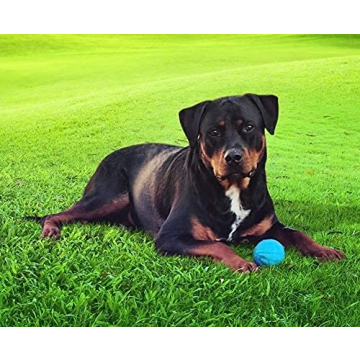 Pet Qwerks Talking Babble Ball for Dogs - Interactive Toy