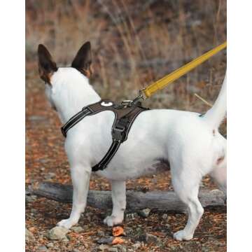 Joytale Reflective Leash for Safety and Comfort in Walks