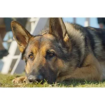 Megan Leavey: The Inspiring Story of Courage and Loyalty