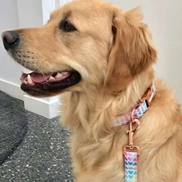 PETDURO Personalized Dog Collar with Name & Phone Engraved on Metal Buckle - Customized for Small, Medium & Large Dogs - Multiple Pattern Prints - Fancy Cute Bow Tie Leash Available