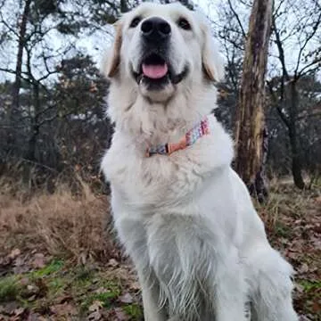 PETDURO Personalized Dog Collar with Name & Phone Engraved on Metal Buckle - Customized for Small, Medium & Large Dogs - Multiple Pattern Prints - Fancy Cute Bow Tie Leash Available