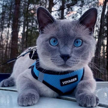 Voyager Step-In Air Dog Harness - Secure & Stylish Dog Gear