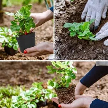 Olisx 24 Pcs 4 Inch Plant Pots with Drainage Holes and Saucers for Indoor Plants, Plastic Small Flower Nursery Pots Seed Starting Pots for Plants Succulent, Black