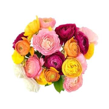 From You Flowers - Rainbow Ranunculus - Deluxe with Glass Vase (Fresh Flower Bouquets) Birthday, Ann...