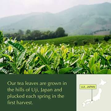 Encha Organic Matcha Bundle - Premium First Harvest Tea