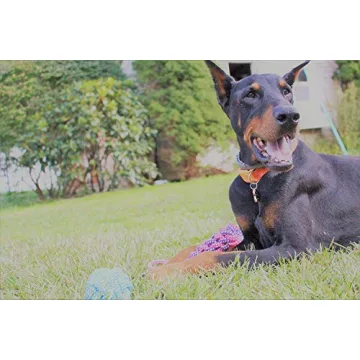 Puppy Toys, Box of 13 Puppy Dog Rope Chew Toys Designed for Playtime, Made for Chewing, Teething, and Calming Anxiety in New Puppies and Small Dogs, Bundle Includes a BONUS Storage Bag