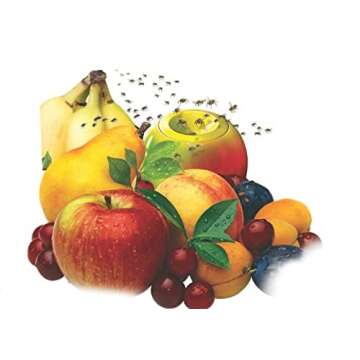 TERRO 2-Pack Fruit Fly Trap