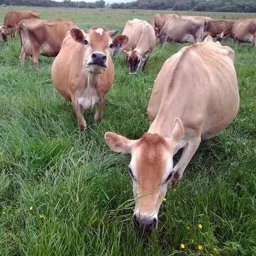 Raw Grass Fed Whey Protein Powder, Happy Healthy Cows, Undenatured, GMO-Free, Hormone Free, Gluten Free, Unflavored, Unsweetened, 12 OZ